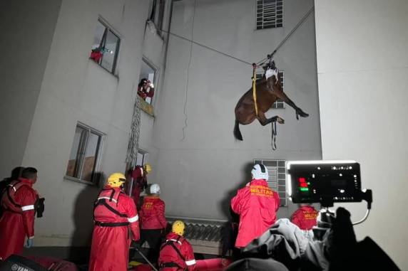 Após ficar 10 dias em apartamento de São Leopoldo, égua é resgatada - foto 2