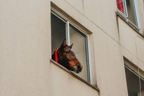 Após ficar 10 dias em apartamento de São Leopoldo, égua é resgatada - foto 3