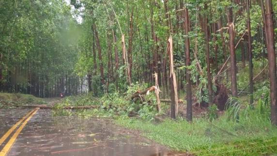 Chuva intensa e vento forte derrubam árvores e cratera se abre em SC - foto 3