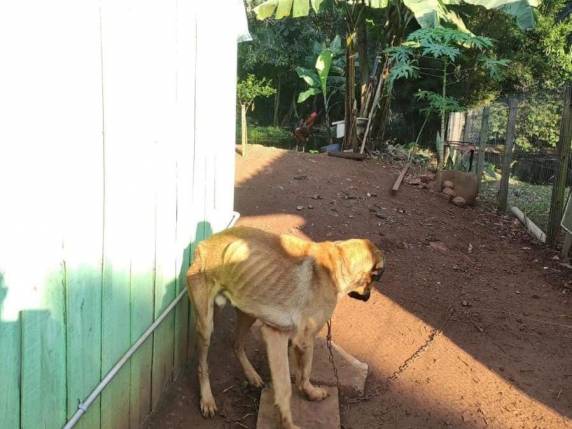 Os animais foram imediatamente recolhidos e estão sob atendimento médico veterinário para os exames e tratamentos necessários.