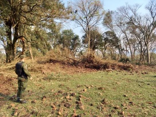 Crime foi constatado durante operação da Patrulha Ambiental da Brigada Militar na quarta-feira (21). No local, agentes verificaram retiradas de árvores de Pau-ferro, espécie ameaçada de extinção