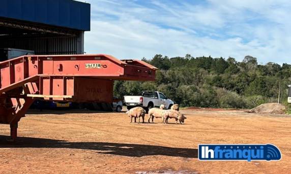 Caminhão carregado com suínos tomba no trevo da BR-392 em Cerro Largo - foto 3