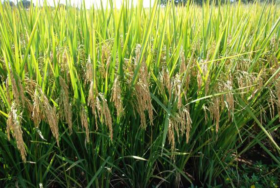 Ação do governo vai viabilizar o lançamento de contratos de opção para compra de até 500 mil toneladas de arroz produzidas no país