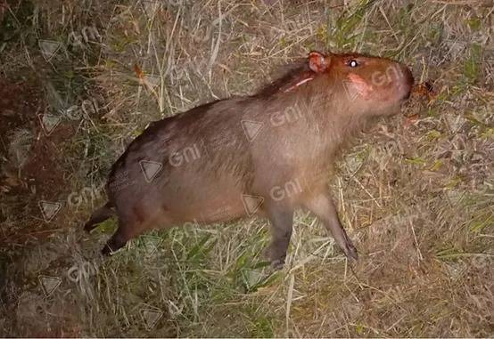 Condutor tenta desviar de capivara e acaba colidindo frontalmente com camionete na BR-287 em Santiago - foto 4