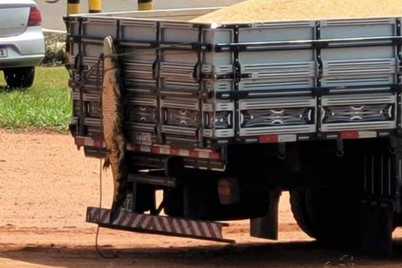 Indivíduo foi multado em quase R$ 5 mil e poderá ser condenado a pena de detenção de três meses a um ano. Ocorrência foi registrada em 15 de outubro, no Mato Grosso do Sul