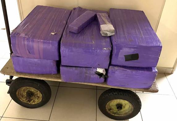 Operação apreende 150 kg de maconha e prende suspeito em Tijucas - foto 2