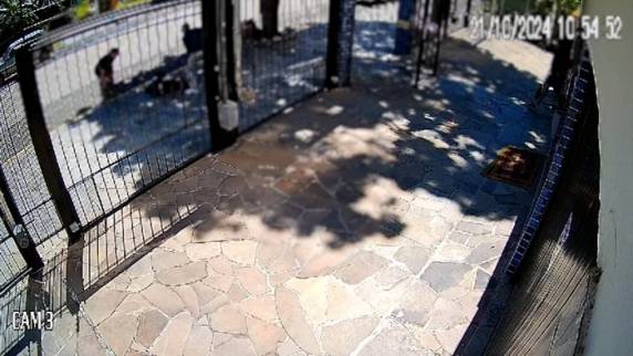Responsável pelo animal foi acusada de tentativa de homicídio com dolo eventual. Vítima está afastada do trabalho desde o episódio, ocorrido em outubro