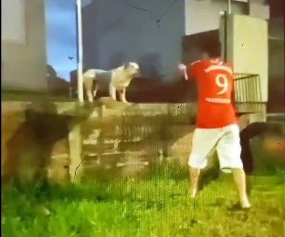 Pitbull sobreviveu aos disparos, mas morreu com uma injeção letal. Tutor vai responder em liberdade pelo crime de maus-tratos