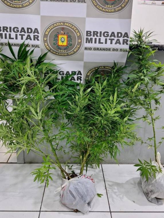 Suspeito tinha cinco pés da planta dentro de casa. Ele foi detido em flagrante na noite de sábado (7)