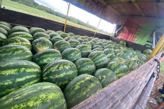 RS deve colher safra de melancia maior, mais doce e barata neste ano - foto 3
