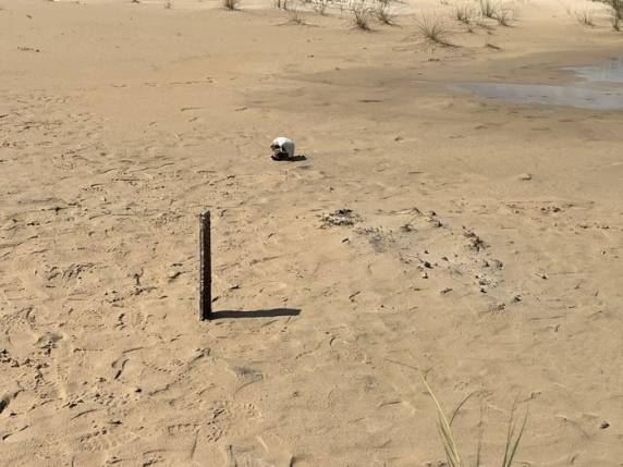 Ossada foi encaminhada para perícia, que tentará identificar a identidade, assim como a provável causa da morte. Familiares de desaparecido em Balneário Pinhal também estão sendo contatados para coleta de material biológico