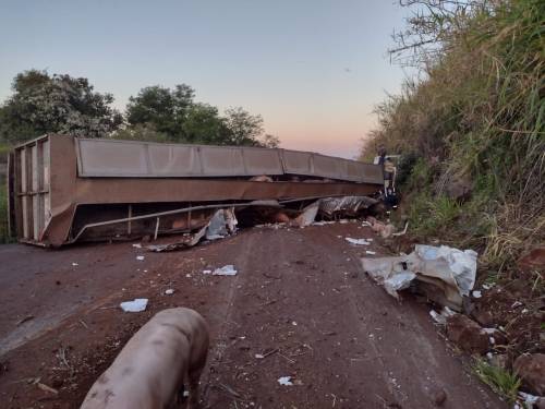 A carreta estava carregada com suínos