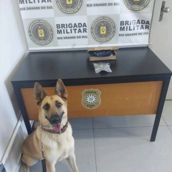Maconha enviada pelos Correios é apreendida em Passo Fundo - foto 2