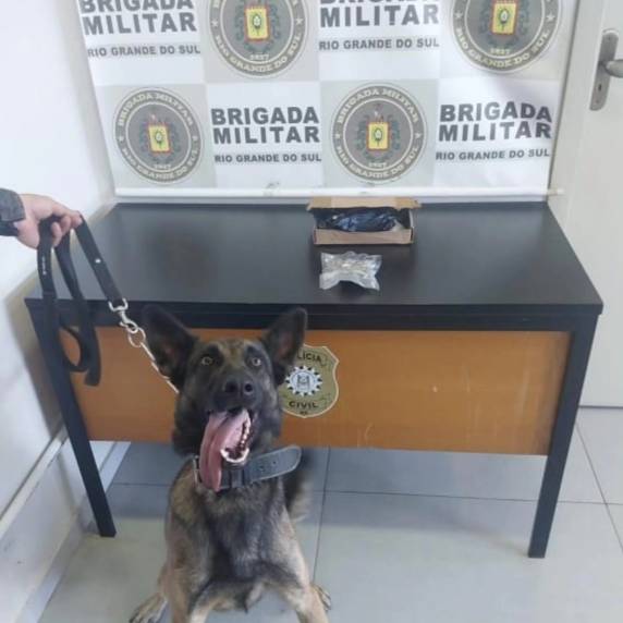 Cães do 3º BPChq localizaram droga em caixa durante inspeção na agência