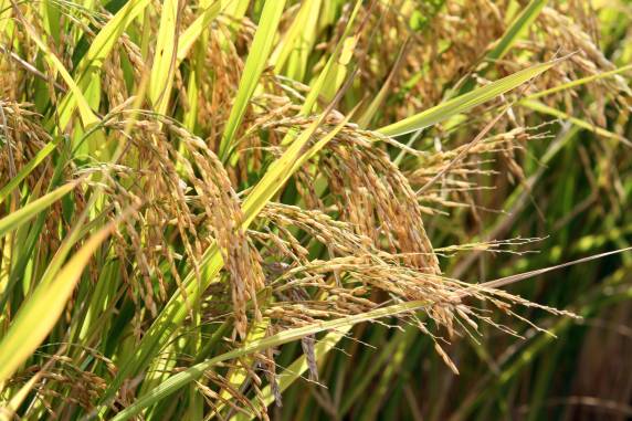 Neste primeiro momento, poderão antecipar o exercício do contrato os produtores e as cooperativas da Fronteira Oeste do Rio Grande do Sul, além do Paraná, Mato Grosso do Sul e Minas Gerais