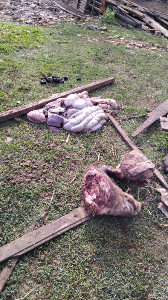 Ladrões arrombam chiqueirão de porcos, abatem os animais e levam a carne no interior de Três de Maio - foto 2