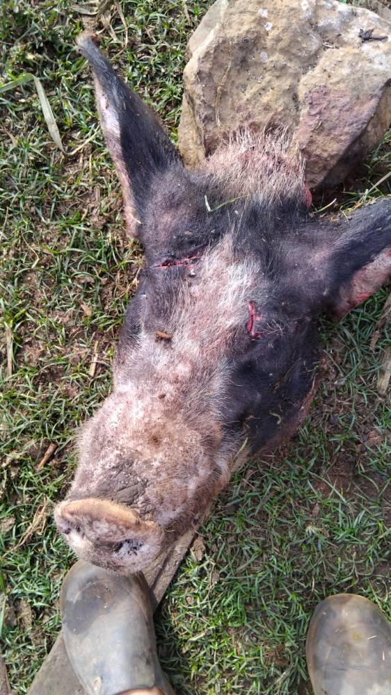 Ladrões arrombam chiqueirão de porcos, abatem os animais e levam a carne no interior de Três de Maio - foto 3