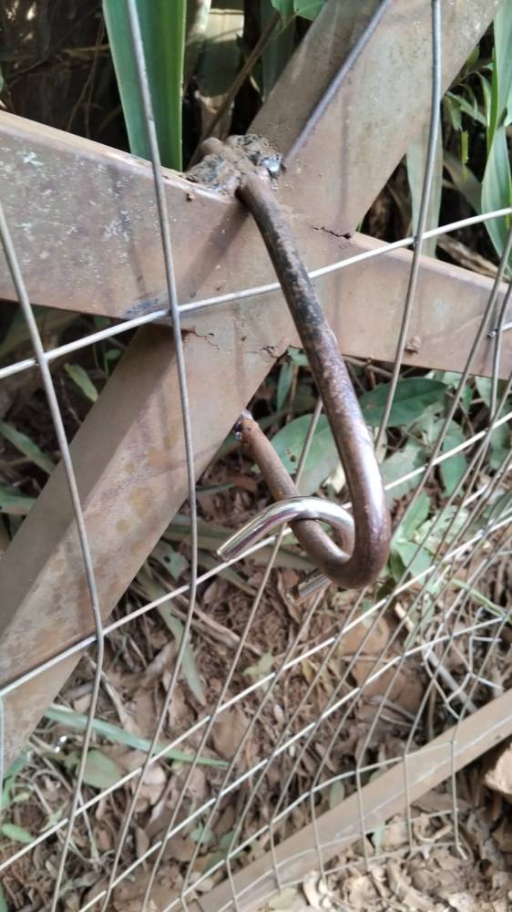 Ladrões arrombam chiqueirão de porcos, abatem os animais e levam a carne no interior de Três de Maio - foto 4