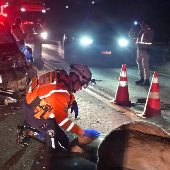 Colisão com cavalo deixa veículo destruído e homem ferido em Passo Fundo - foto 3