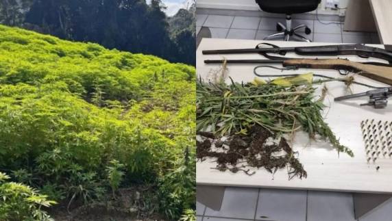 Plantação de maconha foi descoberta nesta quarta-feira (23) e terminou com a prisão de um homem de 45 anos