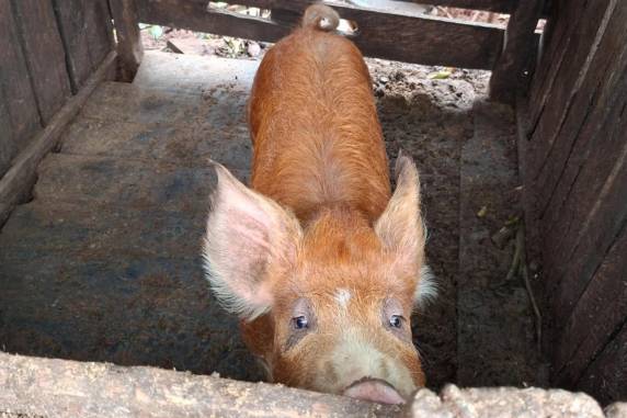 Nas últimas semanas, esquema causou mais de R$ 6 mil em prejuízos. Homem confessou que animais servem para custear a compra de drogas