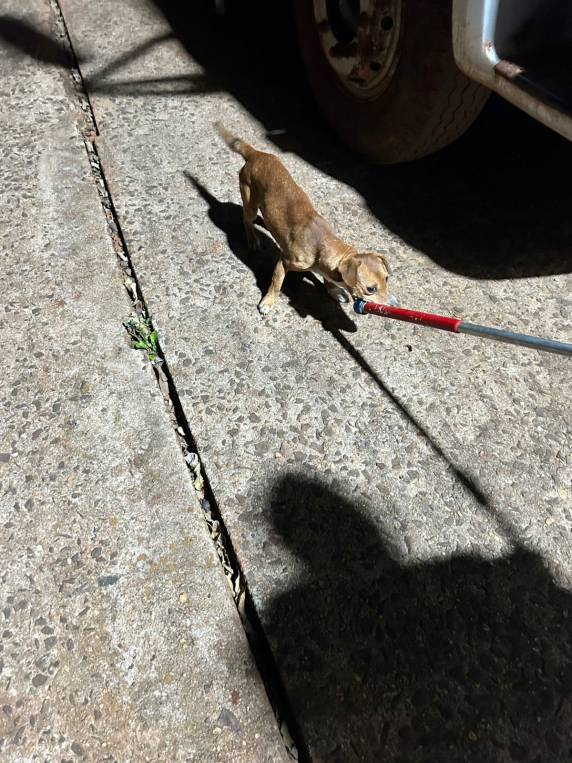 Corpo de Bombeiros resgata cachorro de fosso em Giruá sob ataque de abelhas - foto 2