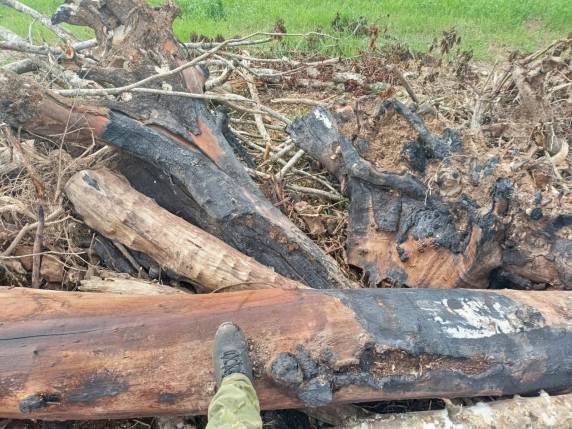 Brigada Militar flagra desmatamento ilegal em Soledade - foto 3