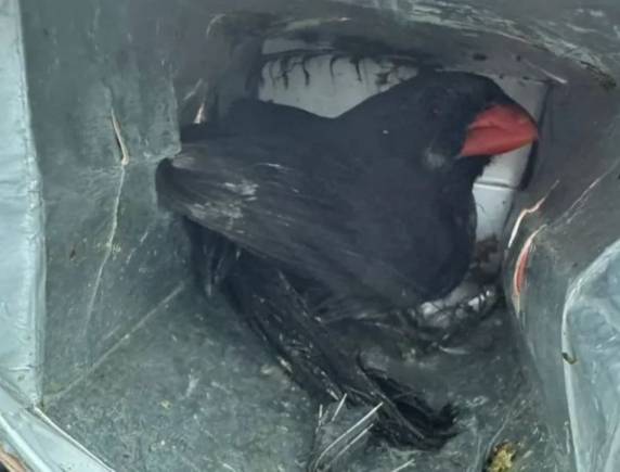 PRF resgata aves silvestres em extinção no Vale do Taquari - foto 3