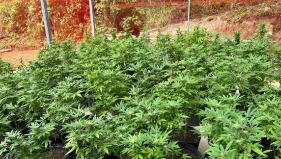 Polícia descobre plantação de maconha em SC e apreende R$ 150 mil em óleo de cannabis - foto 2