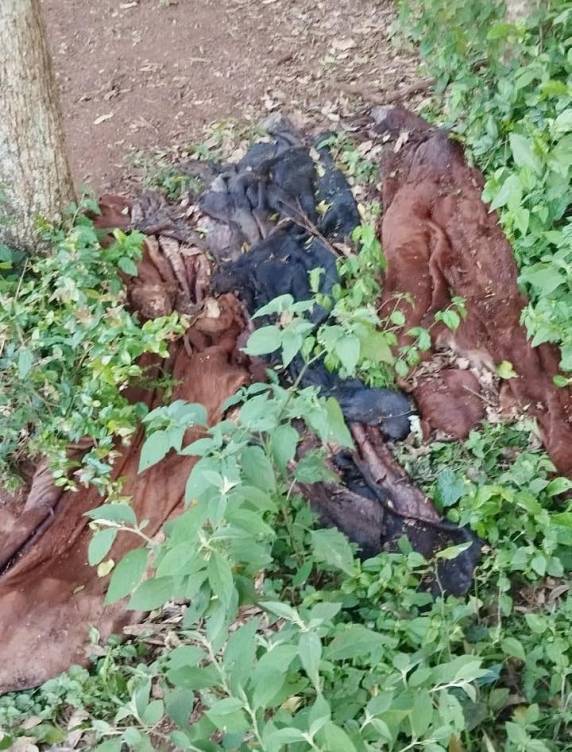 Brigada Militar recupera gado furtado e apreende carne e armas em propriedade rural de Garruchos - foto 4
