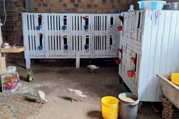 Aves foram encaminhadas a ONG. Operação ?Espora de Aço? busca combater o crime de maus-tratos