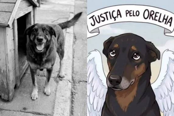 Polícia de Santa Catarina ainda segue apurando os responsáveis pela morte do animal