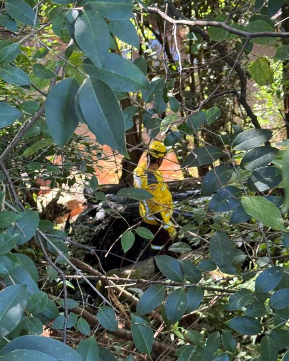 Motorista fica ferido após veículo cair em ribanceira de sete metros em São Domingos - foto 2