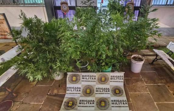 Policiais localizaram 36 pés da planta, além de sementes e porções da droga durante a ação