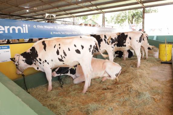 Área contará com melhorias estruturais, exposição de animais e parceria inédita com prêmio voltado à gestão leiteira