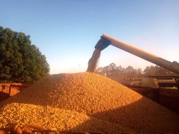 Cultivar Santa Rosa marcou o início da soja comercial no Brasil, impulsionou avanços tecnológicos e consolidou o país como líder mundial na produção do grão