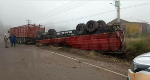 Acidente ocorreu no trevo de acesso ao município; motorista saiu ileso e moradores auxiliaram no resgate dos bovinos sobreviventes