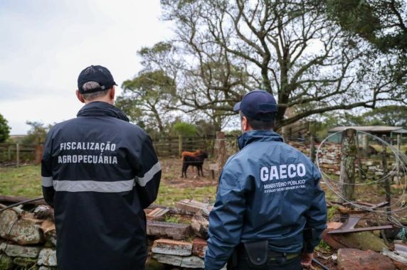 Investigação do MPRS aponta movimentação fictícia de cerca de mil bovinos e mais de R$ 100 milhões em atividades ilícitas ligadas ao tráfico de drogas e apostas online na Fronteira Oeste.