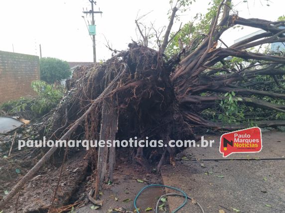 Figueira de grande porte é arrancada pela raiz durante chuva forte em Três de Maio - foto 3