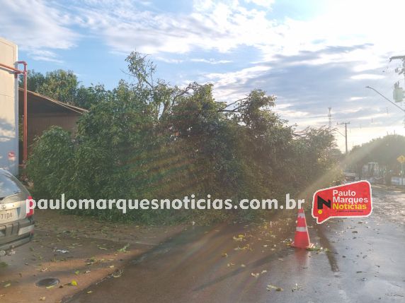 Figueira de grande porte é arrancada pela raiz durante chuva forte em Três de Maio - foto 2