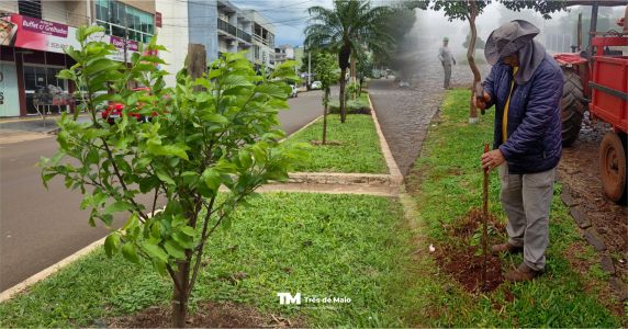 Três de Maio floresce com o plantio de cerejeiras japonesas - foto 2