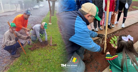 Três de Maio floresce com o plantio de cerejeiras japonesas - foto 3