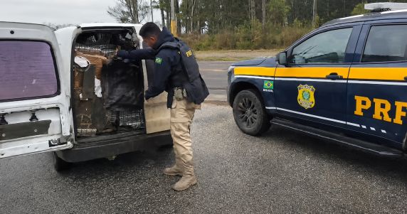 Mercadoria era transportada no compartimento de carga de um furgão; motorista de 44 anos foi preso