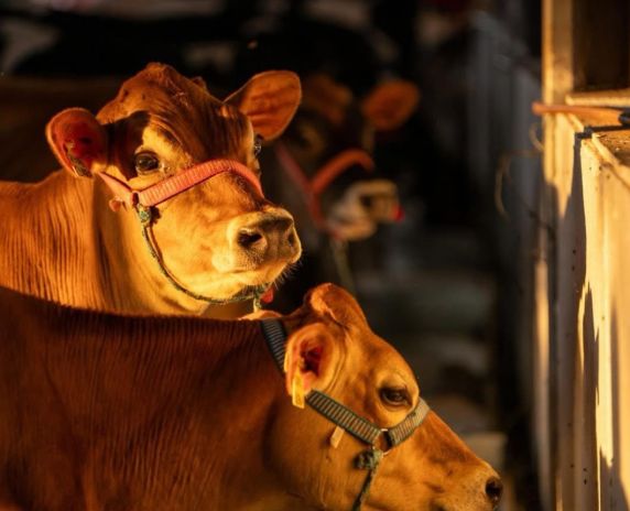 Mundo do Leite aproxima a comunidade urbana da realidade do campo e apresenta, de forma educativa, as etapas da produção leiteira, do desenvolvimento dos animais à chegada do produto à mesa.