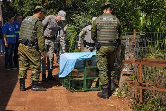Animal selvagem foi encontrado próximo ao centro do município na manhã desta sexta-feira (28); moradores acionaram a Brigada Militar, que solicitou apoio da Patrulha Ambiental