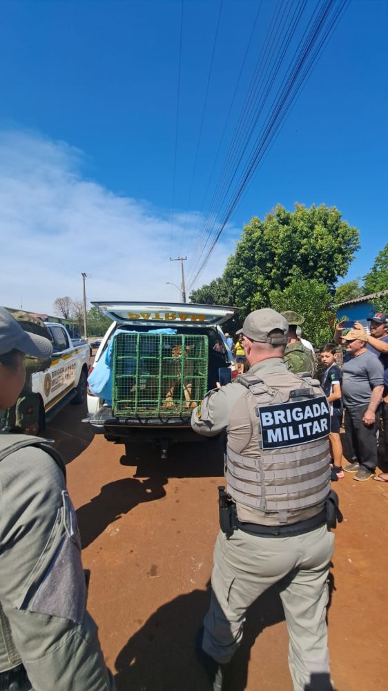 Suçuarana é resgatada após entrar em garagem de residência em Inhacorá - foto 2