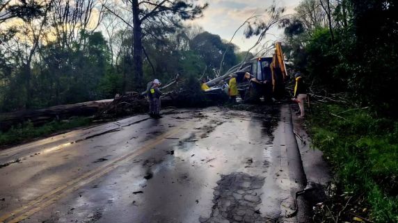 Árvore de grande porte cai sobre Saveiro e deixa duas pessoas feridas na ERS-324, em Pontão - foto 2