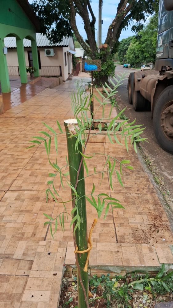Independência amplia arborização dos passeios públicos com plantio de novas mudas - foto 2