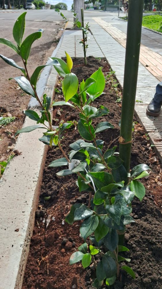 Independência amplia arborização dos passeios públicos com plantio de novas mudas - foto 3