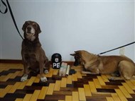 Foto da notícia